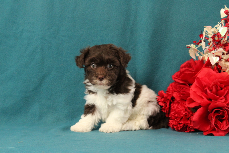 puppy, for, sale, Malshi-Poo, Matthew B. Stoltzfus, dog, breeder, Gap, PA, dog-breeder, puppy-for-sale, forsale, nearby, find, puppyfind, locator, puppylocator, aca